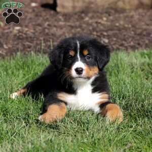 Jewel, Bernese Mountain Dog Puppy